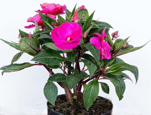 Planta de Flor Besitos o Guinea del Vivero Harmony ubicado en todo el valle del cauca, buga y cali y todo colombia, distribuidores de plantas Planta de Flor Besitos o Guinea del Vivero Harmony ubicado en todo el valle del cauca, buga y cali y todo colombia, distribuidores de plantas