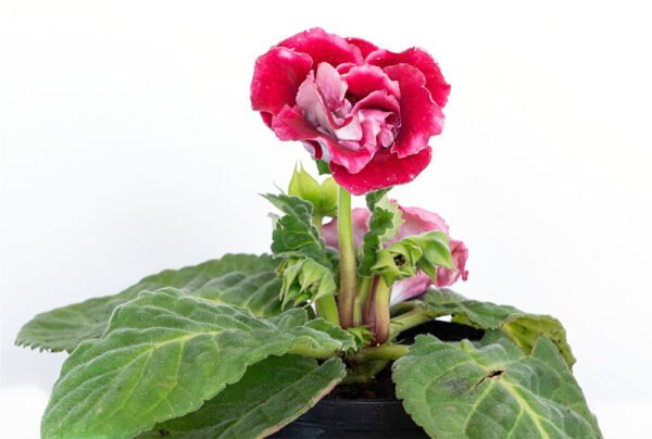 Planta de Flor Gloxinia Roja del Vivero Harmony ubicado en todo el valle del cauca y todo colombia, distribuidores de plantas e insumos para jardines Planta de Flor Gloxinia Roja del Vivero Harmony ubicado en todo el valle del cauca y todo colombia, distribuidores de plantas e insumos para jardines