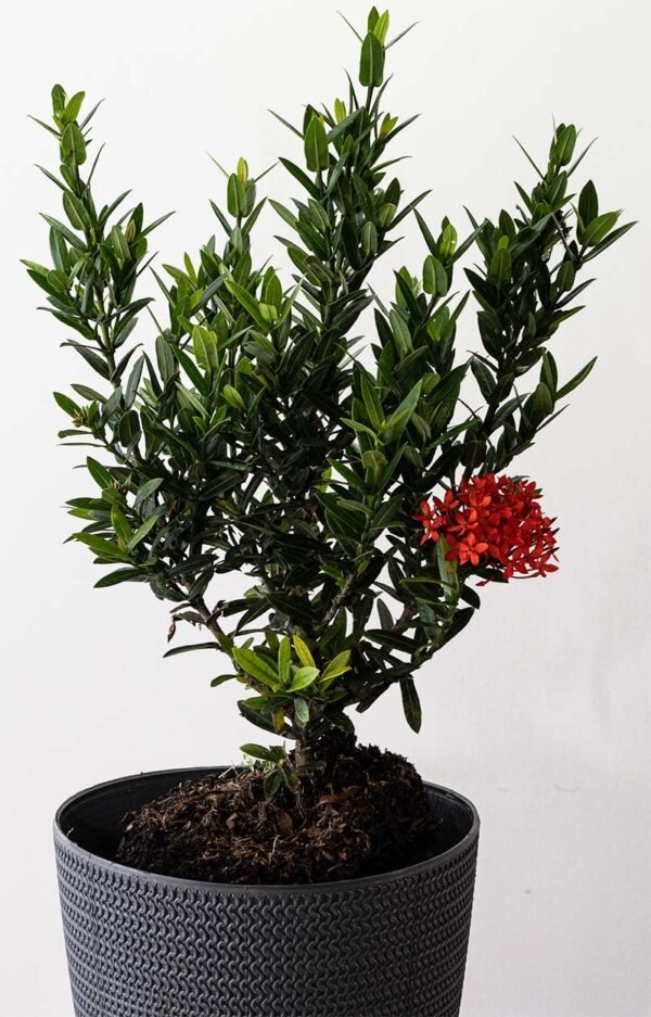 Planta de Flor Ixora Roja del Vivero Harmony ubicado en todo el valle del cauca, buga y cali y todo colombia, distribuidores de plantas y diseñadores de paisajismos Planta de Flor Ixora Roja del Vivero Harmony ubicado en todo el valle del cauca, buga y cali y todo colombia, distribuidores de plantas y diseñadores de paisajismos