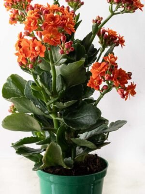 Planta de Flor Kalanchoe Naranja del Vivero Harmony ubicado en todo el valle del cauca, buga y cali y todo colombia, distribuidores de plantas y diseñadores de paisajismos