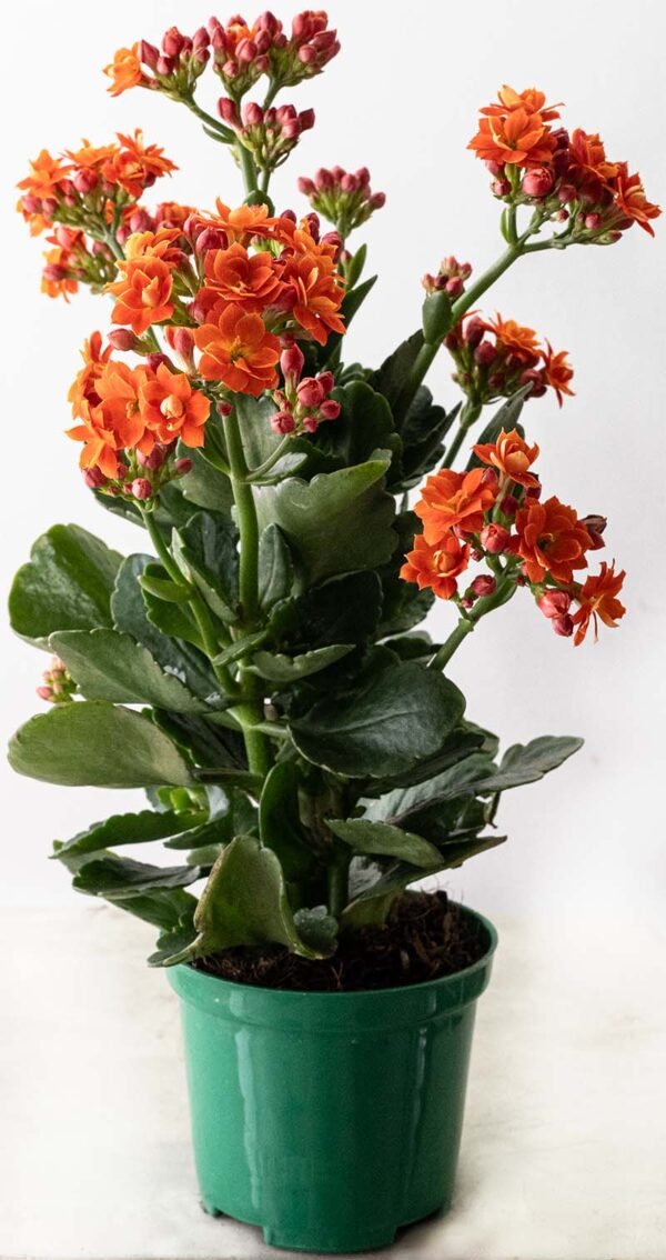 Planta de Flor Kalanchoe Naranja del Vivero Harmony ubicado en todo el valle del cauca, buga y cali y todo colombia, distribuidores de plantas y diseñadores de paisajismos Planta de Flor Kalanchoe Naranja del Vivero Harmony ubicado en todo el valle del cauca, buga y cali y todo colombia, distribuidores de plantas y diseñadores de paisajismos