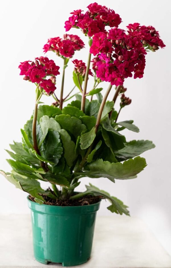 Planta de Flor Kalanchoe Violeta del Vivero Harmony ubicado en todo el valle del cauca, buga y cali y todo colombia, distribuidores de plantas y diseñadores de paisajismos Planta de Flor Kalanchoe Violeta del Vivero Harmony ubicado en todo el valle del cauca, buga y cali y todo colombia, distribuidores de plantas y diseñadores de paisajismos
