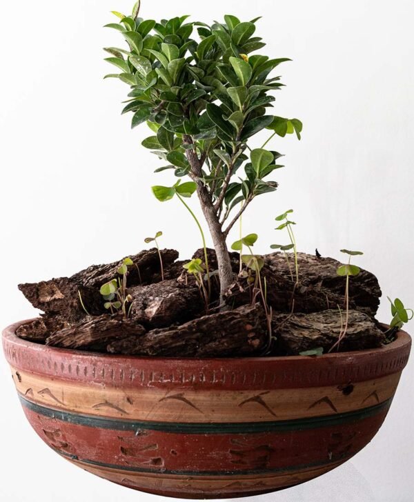 Terrario de Prebonsai del vivero Harmony ubicado en todo el valle del cauca, buga y cali, es un distribuidor de plantas y diseñador de paisajismos Terrario de Prebonsai del vivero Harmony ubicado en todo el valle del cauca, buga y cali, es un distribuidor de plantas y diseñador de paisajismos