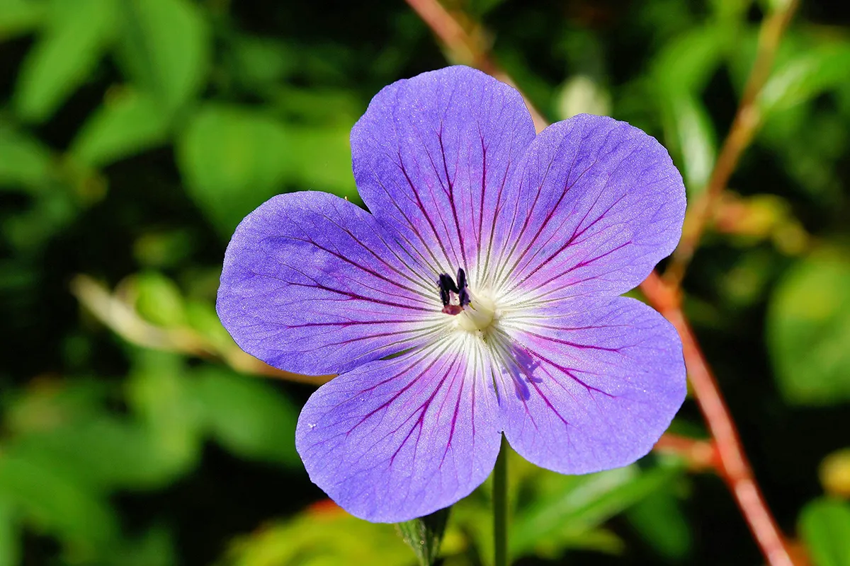 planta geranio novio morado comprala en el vivero harmony ubicado en buga, colombia