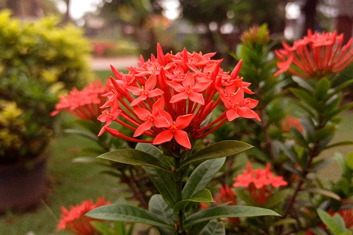 planta geranio novio morado comprala en el vivero harmony ubicado en buga, colombia