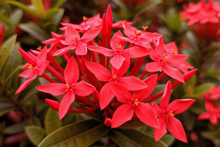 planta ixora roja sembrada en jardin de hogar, sembrada por vivero harmony buga valle