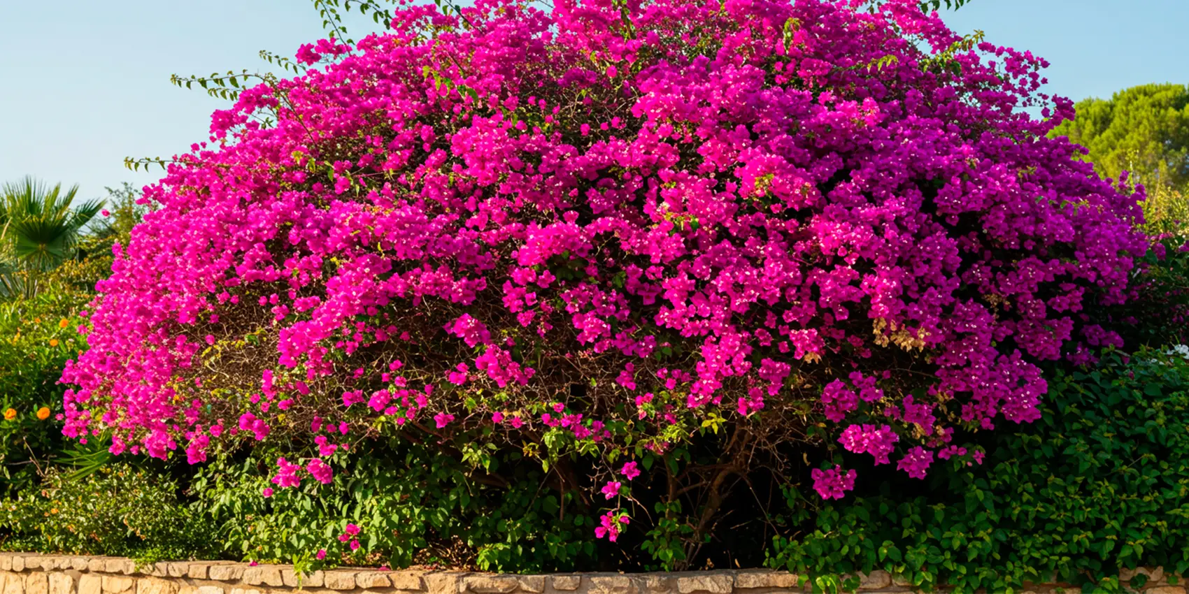 planta Veranera Bougainvillea violeta vivero buga valle