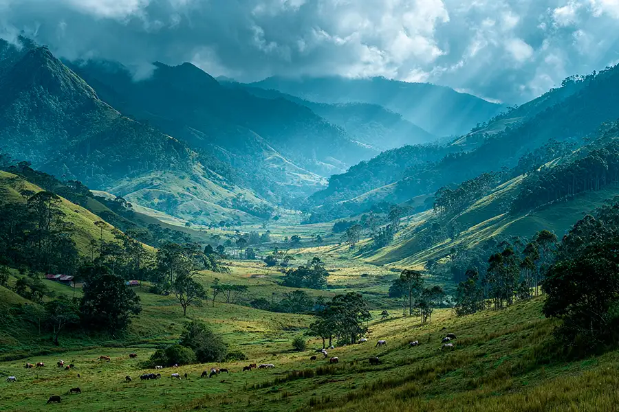Impresionante paisaje de un valle verde en el Eje Cafetero, Colombia, con ganado pastando bajo un sistema silvopastoril y rayos de sol entre las montañas.