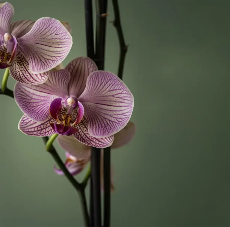 Orquídea Phalaenopsis rosada en Colombia, ideal para hogares y oficinas orchids a exportacion