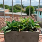 Una maceta rectangular de concreto gris alberga suculentas Kalanchoe de hojas verdes y aterciopeladas, colocadas en un balcón con vista a tejados de arcilla y casas en un entorno urbano soleado. Perfecta para decoración de exteriores, jardinería en espacios pequeños y diseño de paisajes urbanos modernos.