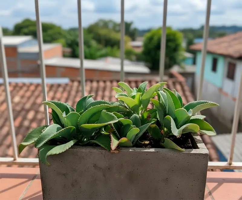 Una maceta rectangular de concreto gris alberga suculentas Kalanchoe de hojas verdes y aterciopeladas, colocadas en un balcón con vista a tejados de arcilla y casas en un entorno urbano soleado. Perfecta para decoración de exteriores, jardinería en espacios pequeños y diseño de paisajes urbanos modernos.