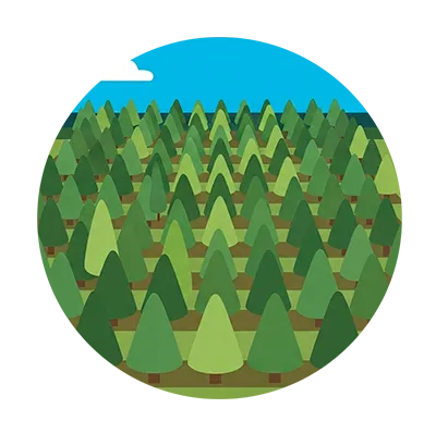 Nuestros Servicios de Plantación y Traslado Arbóreo en cali, palmira, tulua y buga, valle del cauca 