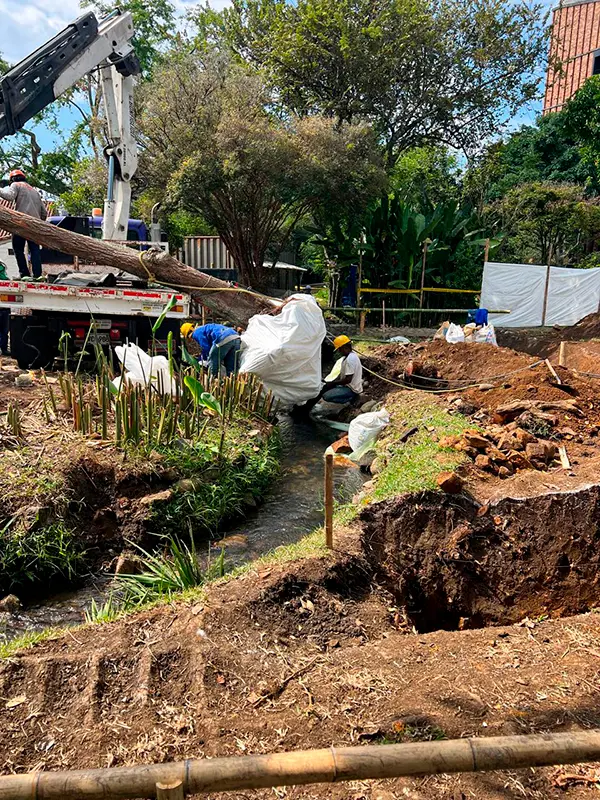 Nuestros Servicios de Plantación y Traslado Arbóreo en cali, palmira, tulua y buga, valle del cauca 