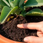 Mano de persona comprobando la humedad del sustrato de una planta mala madre con el dedo, indicando el momento adecuado para el riego