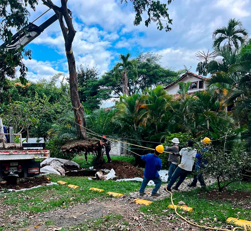 Grúa de Vivero Harmony realizando el izaje y trasplante de un árbol adulto en un proyecto de ingeniería ambiental en la Universidad Javeriana en Cali, Colombia.