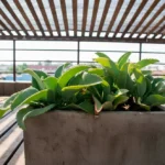 Planta Kalanchoe daigremontiana saludable en una maceta cuadrada de concreto, bajo una pérgola de madera que filtra la luz solar en una terraza exterior. Al fondo se ve un paisaje urbano.