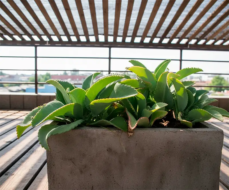 Planta Kalanchoe daigremontiana saludable en una maceta cuadrada de concreto, bajo una pérgola de madera que filtra la luz solar en una terraza exterior. Al fondo se ve un paisaje urbano.