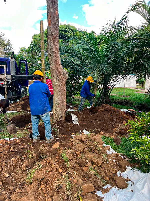 Nuestros Servicios de Plantación y Traslado Arbóreo en cali, palmira, tulua y buga, valle del cauca 