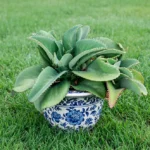 Planta Mala Madre o Kalanchoe en maceta decorativa, cultivada en Vivero Harmony, Valle del Cauca & Colombia