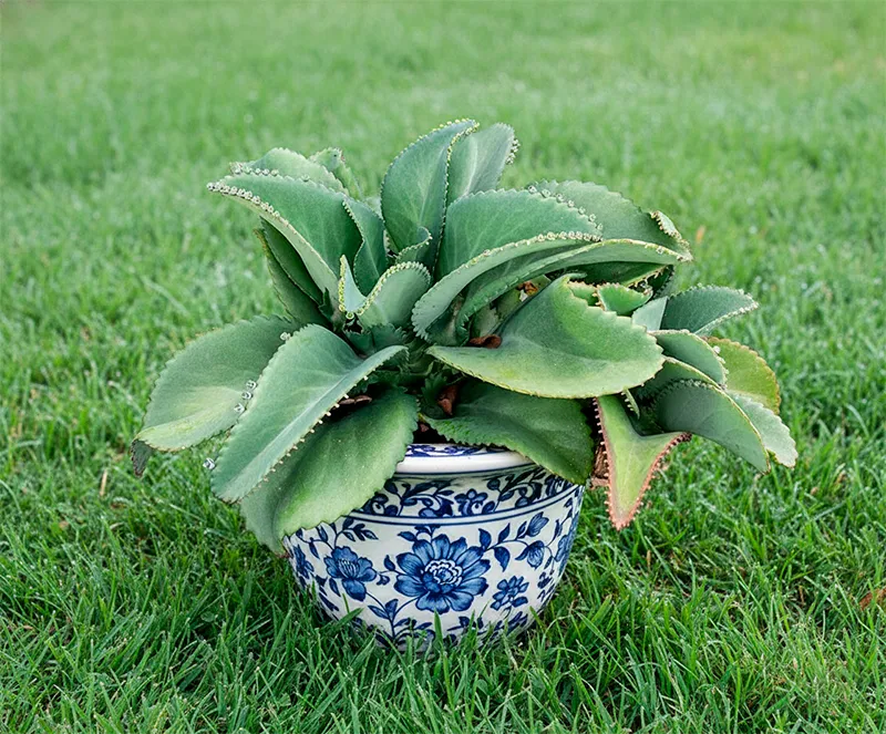 Planta Mala Madre o Kalanchoe en maceta decorativa, cultivada en Vivero Harmony, Valle del Cauca & Colombia