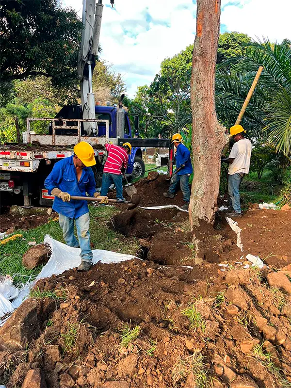 Nuestros Servicios de Plantación y Traslado Arbóreo en cali, palmira, tulua y buga, valle del cauca 