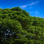Árbol Samán (Samanea saman) con copa frondosa verde exuberante bajo cielo azul en Valle del Cauca, Colombia
