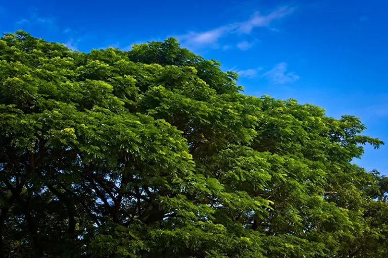 Árbol Samán (Samanea saman) con copa frondosa verde exuberante bajo cielo azul en Valle del Cauca, Colombia