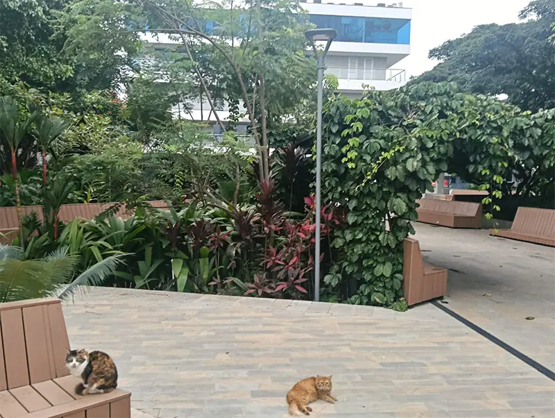 Nuestros Servicios de Plantación y Traslado Arbóreo en cali, palmira, tulua y buga, valle del cauca 