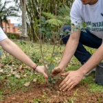 Ley 2173: ¿Su empresa ya está en riesgo de incumplimiento en 2026? 5 Fotografía de un equipo corporativo de una empresa en Bogotá realizando la siembra técnica de árboles nativos para dar cumplimiento a la Ley 2173. Los colaboradores trabajan en equipo plantando en un Área de Vida certificada, actividad fundamental para evitar sanciones ambientales en 2026 y tramitar el Certificado Siembra Vida Empresarial.