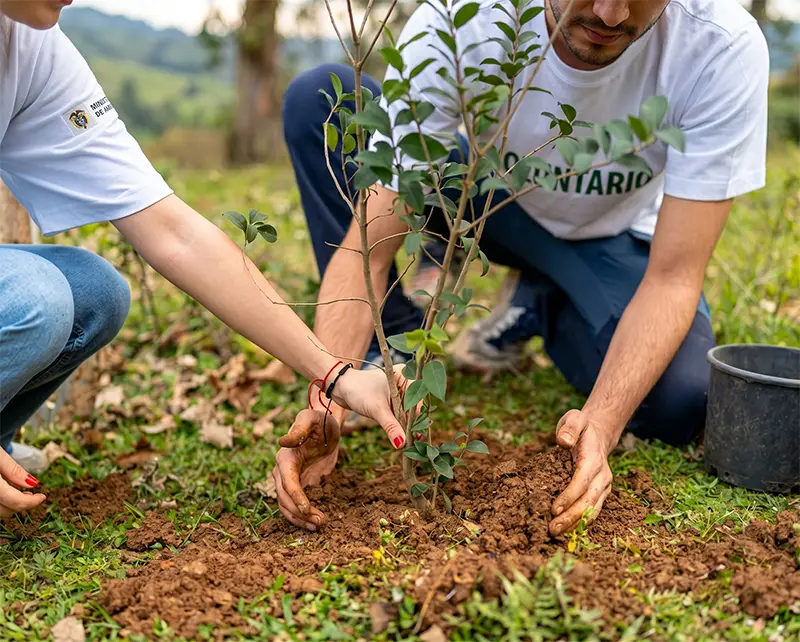 Ley 2173: ¿Su empresa ya está en riesgo de incumplimiento en 2026? 3 Fachada de un edificio corporativo moderno en Cali con un gran jardín vertical lleno de plantas de diferentes texturas y colores, un proyecto de paisajismo sostenible de Vivero Harmony