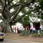 Los 500 Árboles Patrimoniales de Cali: Inspiración y Cumplimiento de la Ley 2173 3 Una impresionante ceiba de 300 años de edad, con un tronco colosal y una amplia copa, se alza en la Flora, Cali, a la orilla de una calle urbana. Varias personas, algunas con uniforme de la CVC, están reunidas cerca de su base, que está rodeada de plantas. A la izquierda, un SUV plateado circula por la vía. El árbol, con su tronco texturizado y robusto y sus ramas masivas, destaca por su escala frente a los humanos y vehículos a su alrededor. Esta ceiba fue designada como el primer árbol patrimonial entregado por la CVC a Cali.