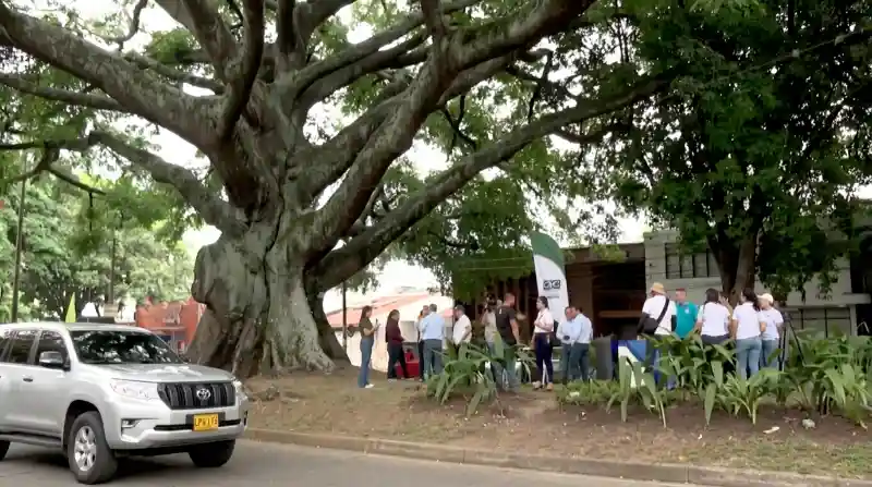 Una impresionante ceiba de 300 años de edad, con un tronco colosal y una amplia copa, se alza en la Flora, Cali, a la orilla de una calle urbana. Varias personas, algunas con uniforme de la CVC, están reunidas cerca de su base, que está rodeada de plantas. A la izquierda, un SUV plateado circula por la vía. El árbol, con su tronco texturizado y robusto y sus ramas masivas, destaca por su escala frente a los humanos y vehículos a su alrededor. Esta ceiba fue designada como el primer árbol patrimonial entregado por la CVC a Cali.