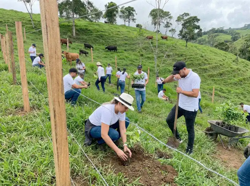 Equipo profesional ejecutando un proyecto de restauración ecológica y siembra de árboles nativos en zonas rurales cercanas a Cali, Dapa, dando cumplimiento a la normativa ambiental Ley 2173. Esta actividad de impacto ambiental muestra a colaboradores utilizando herramientas de siembra y cuidando especies forestales, consolidando las iniciativas de sostenibilidad empresarial en el Valle del Cauca. compañías pioneras como Gases de Occidente, Bec Altman, Netafín y Sumikim