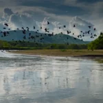 Proyectos de RSE ambiental en Cali: adopción de zonas verdes, reforestación urbana y educación ambiental 2 Vista panorámica del Río Cauca cerca a Cali, mostrando una bandada de aves negras sobrevolando las aguas con montañas verdes y nubes densas al fondo, simbolizando los esfuerzos de responsabilidad ambiental y recuperación social en el Valle del Cauca.