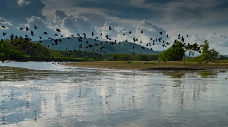 Vista panorámica del Río Cauca cerca a Cali, mostrando una bandada de aves negras sobrevolando las aguas con montañas verdes y nubes densas al fondo, simbolizando los esfuerzos de responsabilidad ambiental y recuperación social en el Valle del Cauca.