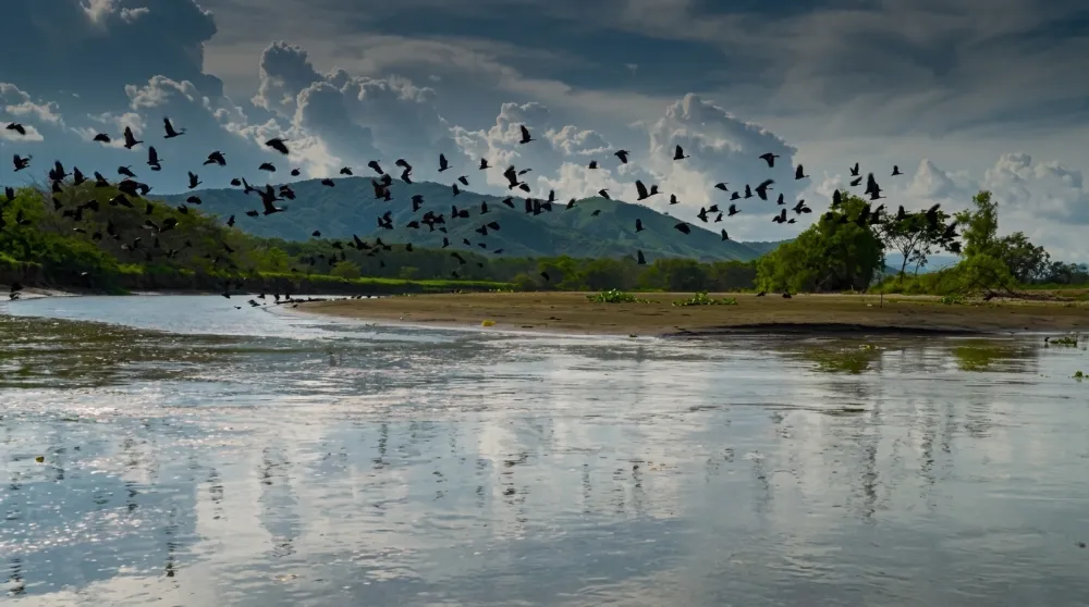 Vista panorámica del Río Cauca cerca a Cali, mostrando una bandada de aves negras sobrevolando las aguas con montañas verdes y nubes densas al fondo, simbolizando los esfuerzos de responsabilidad ambiental y recuperación social en el Valle del Cauca.
